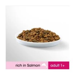 Perfect Fit Salmon Dry Adult 1+ Cat Food -Pet Supply Store 10158276 T66 vk1ttd
