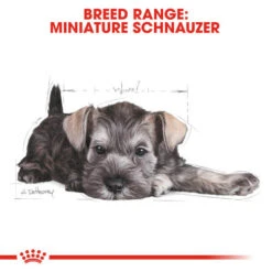 Royal Canin Miniature Schnauzer Dry Puppy Dog Food 15 Royal Canin Miniature Schnauzer Dry Puppy Dog Food -Pet Supply Store 1748015 4 lc0xud