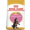 Royal Canin Maine Coon Dry Kitten Cat Food 1 Royal Canin Maine Coon Dry Kitten Cat Food -Pet Supply Store 2551004 lf7uvm