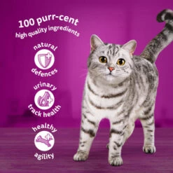 Whiskas 7+ Poultry Feasts In Jelly Wet Senior Cat Food 14 Whiskas 7+ Poultry Feasts In Jelly Wet Senior Cat Food -Pet Supply Store 5000166157445 T60 apgvo9