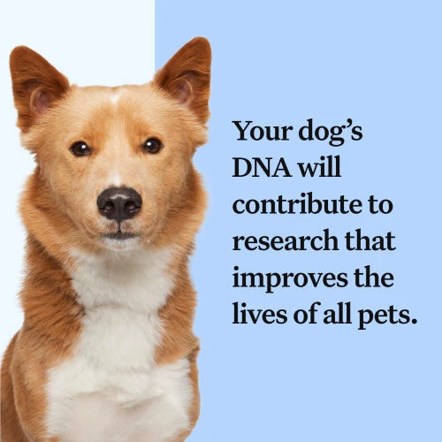 Wisdom Panel Breed Discovery Dog DNA Testing Kit 8 Wisdom Panel Breed Discovery Dog DNA Testing Kit - Image 6