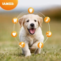 IAMS For Vitality Chicken Small & Medium Breed Puppy Dry Dog Food -Pet Supply Store 8710255128382.3 zusgwo