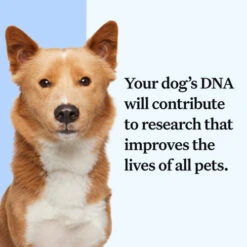 Wisdom Panel Essential Dog DNA Testing Kit -Pet Supply Store 8 Wisdom Panel UK Essential bxzzgs
