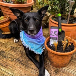 Pooch & Mutt Calm & Relaxed Natural Dog Treats -Pet Supply Store C R Tube 3 pecj02