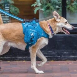 Kurgo Paprika Pet First Aid Kit 11 Kurgo Paprika Pet First Aid Kit -Pet Supply Store First Aid Dog 1 sllugz