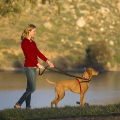 Company Of Animals Halti Training Dog Lead 14 Company Of Animals Halti Training Dog Lead -Pet Supply Store HALTI Harness and Lead dog side on owkepa