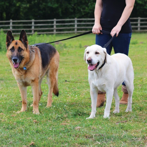 Company Of Animals Halti Training Dog Lead 7 Company Of Animals Halti Training Dog Lead - Image 5