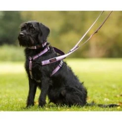 Halti Double Ended Black Dog Lead -Pet Supply Store Halti Walking Double Ended Lead purple On black dog sitting on grass Header Gallery 694x572 ruxgmb