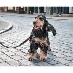 Company Of Animals Halti Training Dog Lead 16 Company Of Animals Halti Training Dog Lead -Pet Supply Store Halti Training Lead on dog out for a walk in town Header Gallery 694x572 ykbpyr