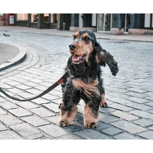 Company Of Animals Halti Training Dog Lead 8 Company Of Animals Halti Training Dog Lead - Image 6