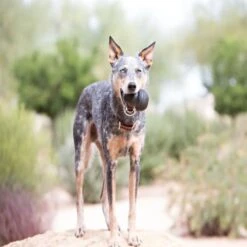 KONG Extreme Dog Toy -Pet Supply Store K1 5 kzqmdv