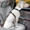 Kurgo Direct To Seatbelt Dog Tether -Pet Supply Store Kurgo Direct to tether bdd24z