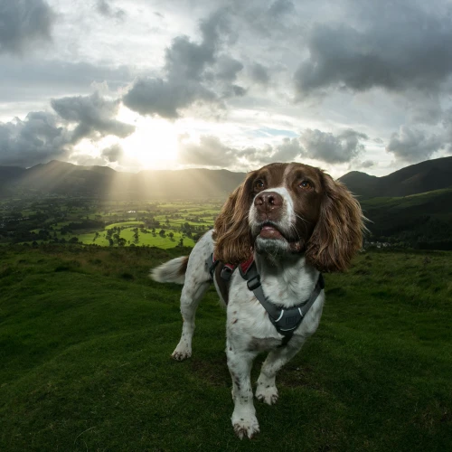 Ruffwear Webmaster Dog Harness In Red Currant 8 Ruffwear Webmaster Dog Harness In Red Currant - Image 6