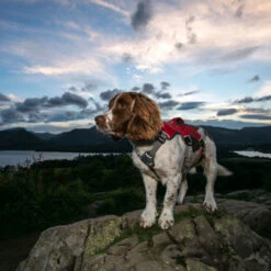 Ruffwear Webmaster Dog Harness In Red Currant 16 Ruffwear Webmaster Dog Harness In Red Currant -Pet Supply Store Max 3 lwutxy