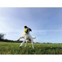 Seraquin Dog & Cat Joint Supplement -Pet Supply Store SERAQUIN Doggy Image ovcdhb