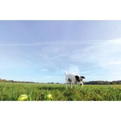 Seraquin Dog & Cat Joint Supplement -Pet Supply Store SERAQUIN dog in field 2110 6051 1 r8hg6c