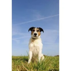 Seraquin Dog & Cat Joint Supplement -Pet Supply Store SERAQUIN dog in field 2110 6548 yhmhdo