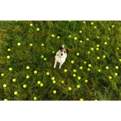 Seraquin Dog & Cat Joint Supplement -Pet Supply Store SERAQUIN dog in field 2110 6943 RT uhid2g