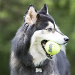 KONG Air Squeaker Tennis Ball Dog Toy -Pet Supply Store Squeakair Lifestyle 2 unk6oo