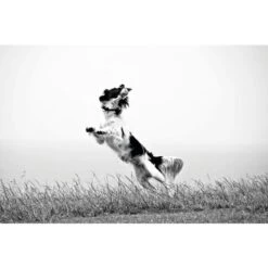 Boehringer Ingelheim Veloxa XL Chewable Worming Tablets For Dogs -Pet Supply Store VELOXA GettyImages 111689728 f40kbw