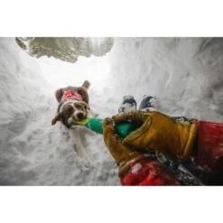 Ruffwear Webmaster Dog Harness In Red Currant 17 Ruffwear Webmaster Dog Harness In Red Currant -Pet Supply Store Web JPG 30102 Web Master Red Currant Mt Bachelor Ruddy Shasta Print 61 thsvbk 1