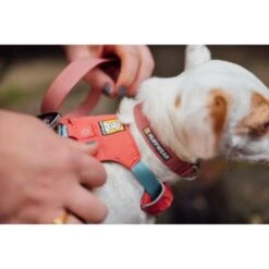 Ruffwear Hi & Light Dog Harness Salmon Pink -Pet Supply Store Web JPG 30821 Hi And Light Harness Lauren Wanda PhotosMitchPittman Print 72 vd6qj2