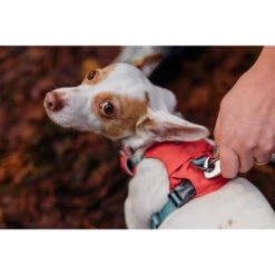 Ruffwear Hi & Light Dog Harness Salmon Pink -Pet Supply Store Web JPG 30821 Hi And Light Harness Lauren Wanda PhotosMitchPittman Print 9 fgqdk0