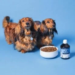 Pooch & Mutt Salmon Oil For Dogs & Cats 15 Pooch & Mutt Salmon Oil For Dogs & Cats -Pet Supply Store dachshunds with salmon oil and dry food from pooch and mutt 1 czlute