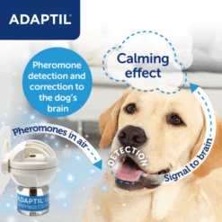 Adaptil Dog Calming Diffuser Refill -Pet Supply Store infographics adaptil calm refill2023 05 xhhm9c