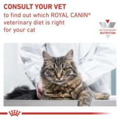 Royal Canin Veterinary Diets Renal In Loaf Wet Adult Cat Food 11 Royal Canin Veterinary Diets Renal In Loaf Wet Adult Cat Food -Pet Supply Store r2qvki5cvrgjmqxxwldy k690dv
