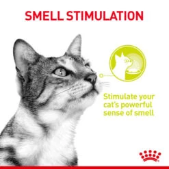 Royal Canin Sensory Smell In Jelly Wet Adult Cat Food -Pet Supply Store tpnc8bmxuiat99hmn4hq tvud2k