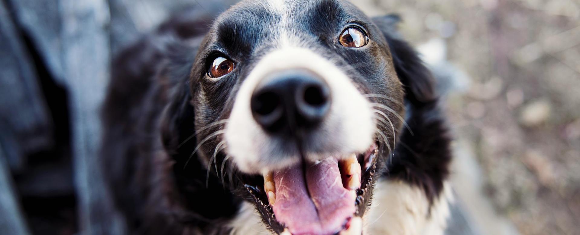 Pet Supply Store -Pet Supply Store pexels katlovessteve 551628 1