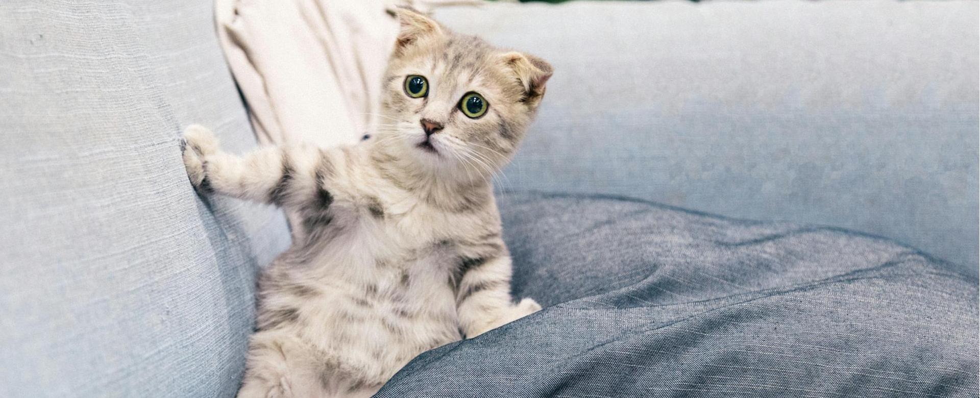 Pet Supply Store -Pet Supply Store pexels tranmautritam 2194261 1